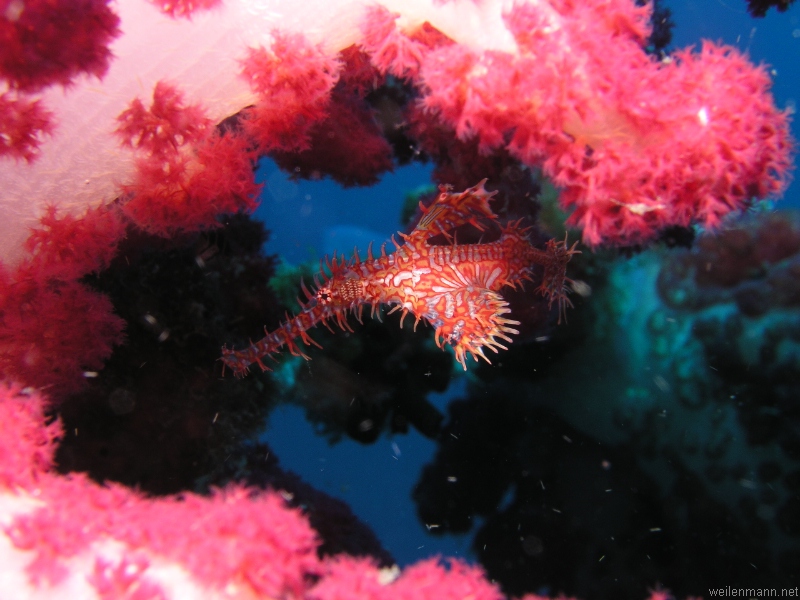 Ornate Ghostpipefish